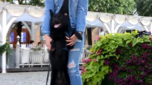 Келпи - описание австралийской пастушьей #породы #собак