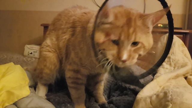 Простое видео с котом Боссом#Кот#Котнок#Босс#Босся#мейнкун#простоевидео#видео смотреть онлайн