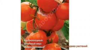 Томат обыкновенный Бобрин F1 (bobrin f1) ? томат Бобрин F1 обзор: как сажать семена томата Бобрин F