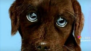 ПОЖАЛУЙСТА, РАСПИЛИ МЕНЯ БОЛГАРКОЙ!???