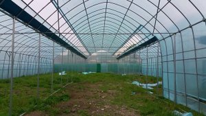 Промышленная теплица круглогодичного назначения