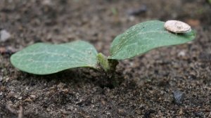 ПОСАДИТЕ КАБАЧКИ НА РАССАДУ ЭТИМ СПОСОБОМ  МОЩНАЯ КОРНЕВАЯ СИСТЕМА ЗА 5 ДНЕЙ!