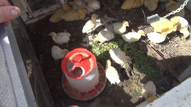 Палатка КУБ для детей, пергола, индюшата, приборка смотреть онлайн