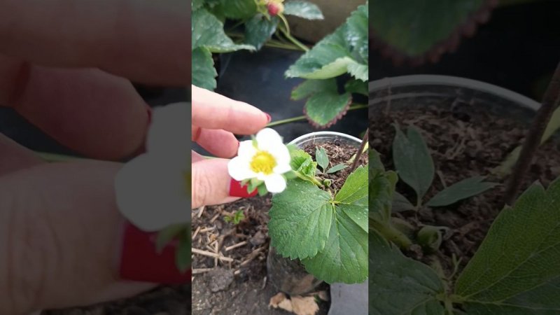 Что делать с цветоносами на розетках у ремонтантной клубники