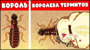 ЭВОЛЮЦИЯ ТЕРМИТОВ! КОРОЛЬ и КОРОЛЕВА ТЕРМИТОВ | КООПЕРАТИВНЫЕ БОИ - Pocket Ants: Симулятор Колонии