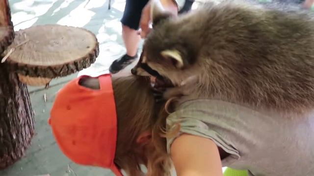 ЧЕЛЛЕНДЖ посади ЕнОтА на голову в Волшебной Стране ПУТЕШЕСТВУЕМ С ДЕТЬМИ смотреть онлайн