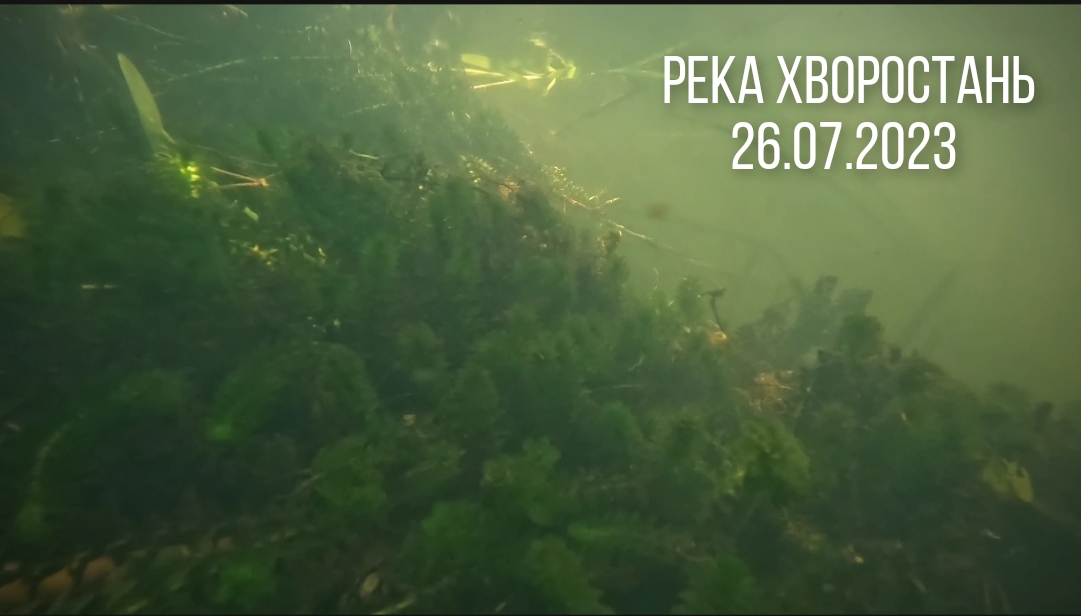 Малые реки России: Река Хворостань 26.07.2023 Элодея канадская. Почепское Дмитриевка вниз по течению