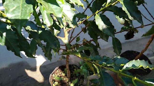 frutífera produzindo em vaso laranja melancia limão siciliano galego café cajá graviola romã goiaba смотреть онлайн