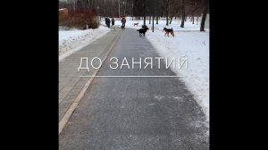 Дрессировка Эрдельтерьера.С Вами кинолог Севастьянова Наталья и «Мир глазами собак «