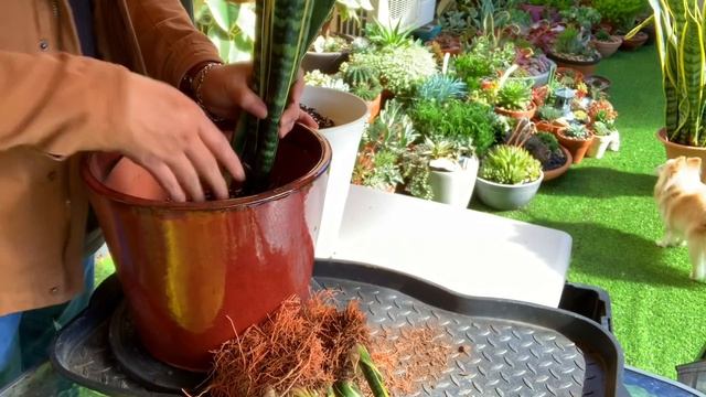 Sansevieria Trifasciata ( Mother-in-Law's Tongue / Snake Plant) Re-potting смотреть онлайн