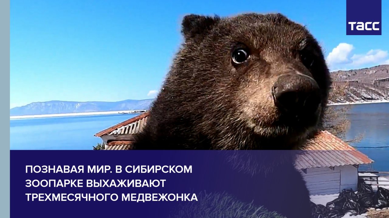 Познавая мир. В Сибирском зоопарке выхаживают трехмесячного медвежонка
