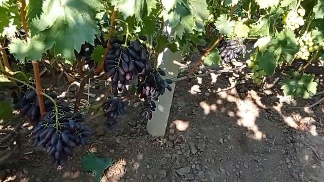 @Супер виноград ЯСЯ, кишмиш  Виноград 2021  Ранний виноград