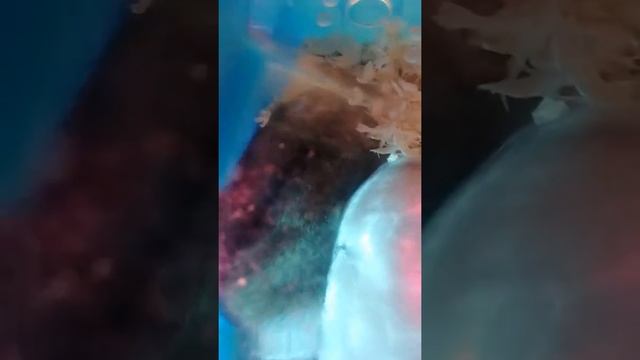 Джунгарики спят.