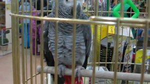 Серый попугай ЖАКО краснохвостый. Серый попугай с красным коротким хвостом