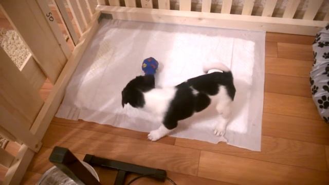 Щенок Джек Рассел Терьер 2 месяца смотреть онлайн