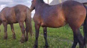 Молодые кобылы пристают к огромному Жеребцу