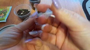 Эпин.  Стимуляция семян перца для прорастания.