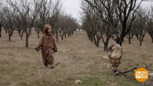 "Джульбарс": чем все закончится? Доброе утро. Фрагмент выпуска от 05.05.2020