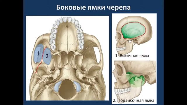 Общая анатомия черепа.  04.10.21 - 14:15 смотреть онлайн