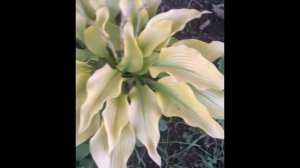 Хоста сан Пауэр (hosta sun power) в сентябре 2021