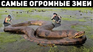 Самые Большие Змеи, Обнаруженные На Планете