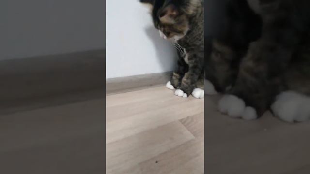 Кот Борис играет смотреть онлайн