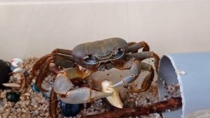 Радужный или банановый краб.