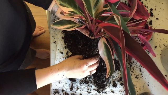 Addy's: Stromanthe Triostar Propagation смотреть онлайн