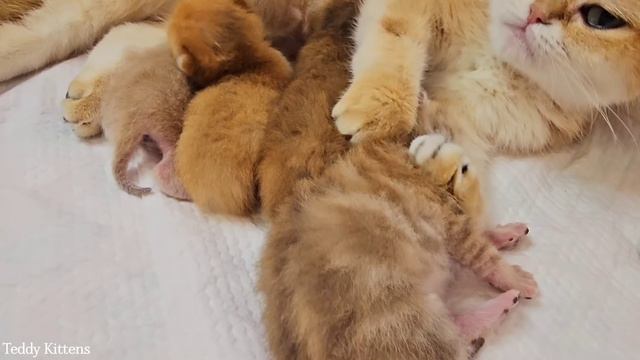 Cat Mom kneads her tiny golden pies 🥰 And purrs loudly смотреть онлайн