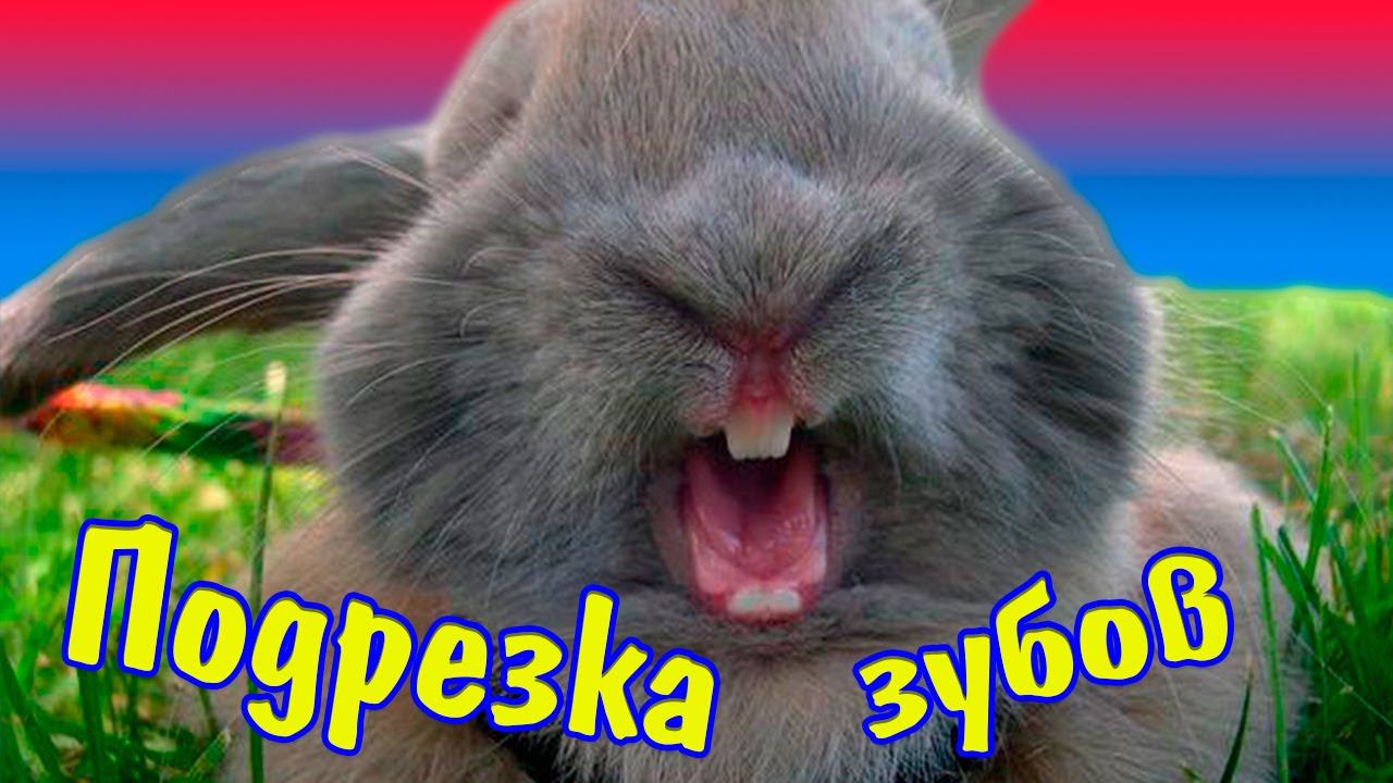 Подрезать кролика. Как стричь ногти кролику. Зубы карликового кролика. Как подстричь ногти кролику. Подрезать кролика.