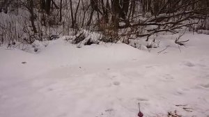 Горностай ворует рыбу