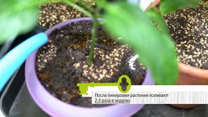 Ошибки при выращивании рассады Советы агронома