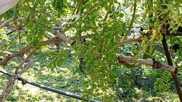 @Прореживаем гроздья винограда  Улучшаем урожай