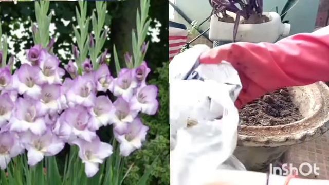 How to Grow gladiolus corms/bulb in pot 🌱plantopedia full info #gladiolus #flowers #urbangardening смотреть онлайн