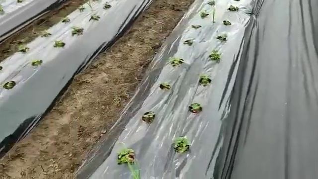 26 апреля 2023. 8 соток. Состояние земляники сорта Азия и Мальвина смотреть онлайн