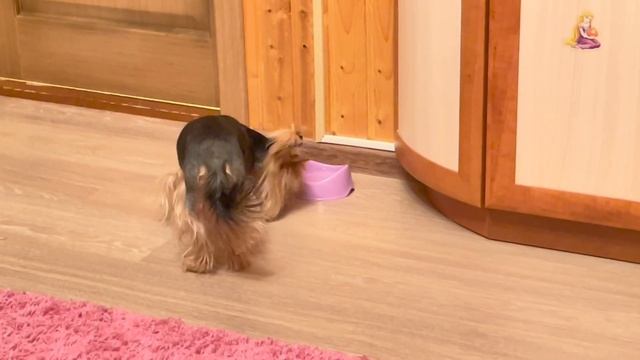 Как мы встречали Новый год 2022 // Подарки животным смотреть онлайн