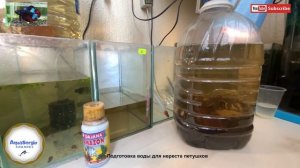 Подготовка к нересту петушков/preparation for spawning (betta)