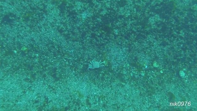 Крабы 2017 смотреть онлайн