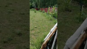 Виноград в сибири.