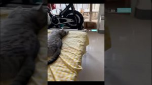 Funniest Videos 2022 ? Funny Cats and Dogs