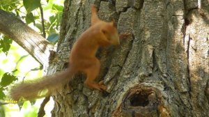 Белочка пьет воду на дереве / squirrel drinks water