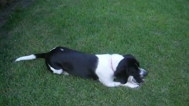 Grady the Black & White Beagle/Basset Hound смотреть онлайн