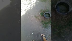 Моя дрессированная собака дружок