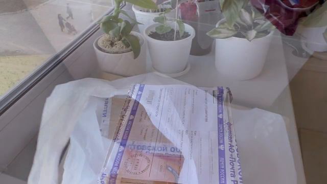 Жизнь цветочницы Получила посылку с новыми растениями