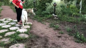 На АЛАБАЯ НАПАЛ БЕЗУМНЫЙ игрун || Алабай || ALABAI DOGS