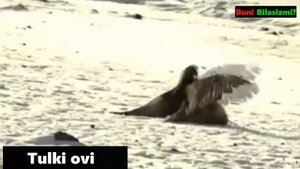 YOSH BOLANİ OLİB KETAYOTGAN BURGUT TASVİRGA OLİNDİ / BURGUTLAR OVİ HAQİDA MALUMOT / Buni Bilasizmi?