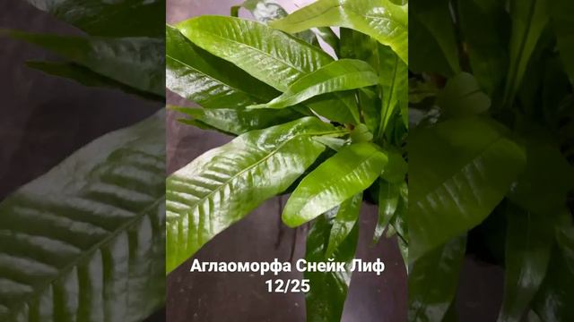 Аглаоморфа Снейк Лиф 12/25