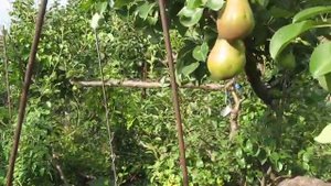 ГОРИЗОНТАЛЬНЫЕ САДОВЫЕ ДЕРЕВЬЯ