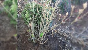Укрываем на зиму сирийский гибискус ? сорта Арденс.?