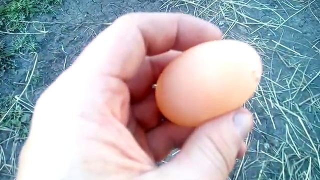 Курица несет яйца без скорлупы, только в пленке. смотреть онлайн